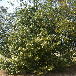 Ligustrum japonicum